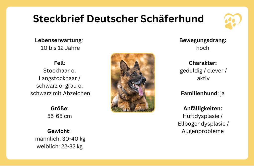 Steckbrief Deutscher Schäferhund