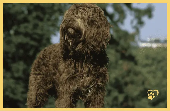 Barbet - french water dog