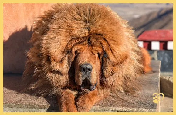 Do Khyi / Tibetan dog / Tibetan dog / Tibetan mastiff