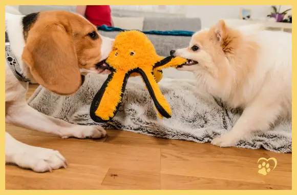 Sniffing toys