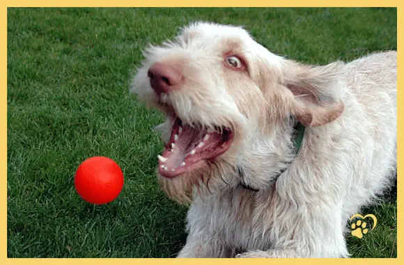 Hund spielt Flyball