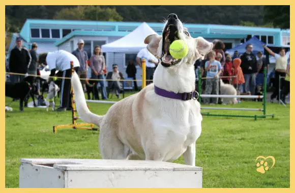 Dog playing flyball