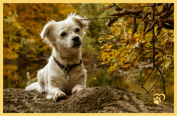 Small dog on tree trunk