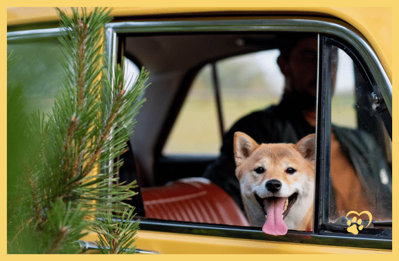 Hund guckt aus Autofenster